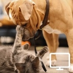 Formation en ligne communication animale